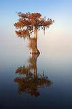 Lone Cypress_26802